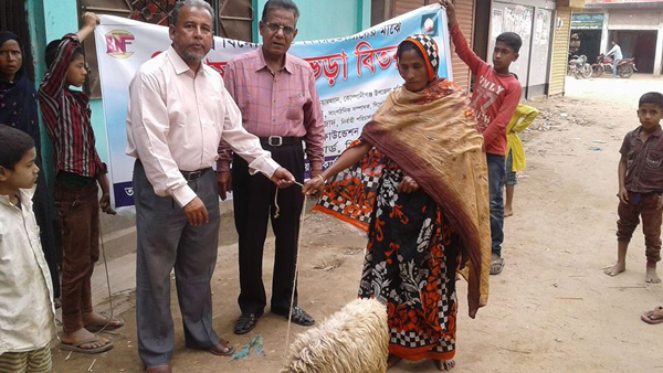 Free Sheep Distribution of Sheep for Proverty Reduction on Parua By AWARD 