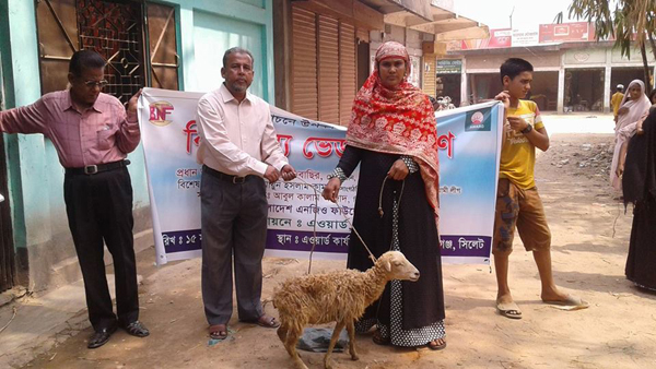 Free Sheep Distribution of Sheep for Proverty Reduction on Parua By AWARD 